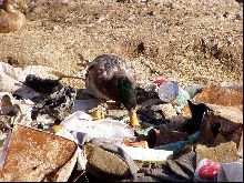 duck in rubbish.jpg