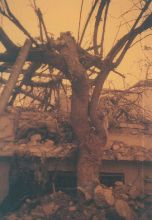sandstorm tree.JPG